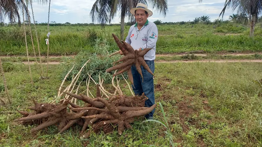 Pará celebra crescimento e tem liderança no setor agrícola com culturas, como açaí e cacau.