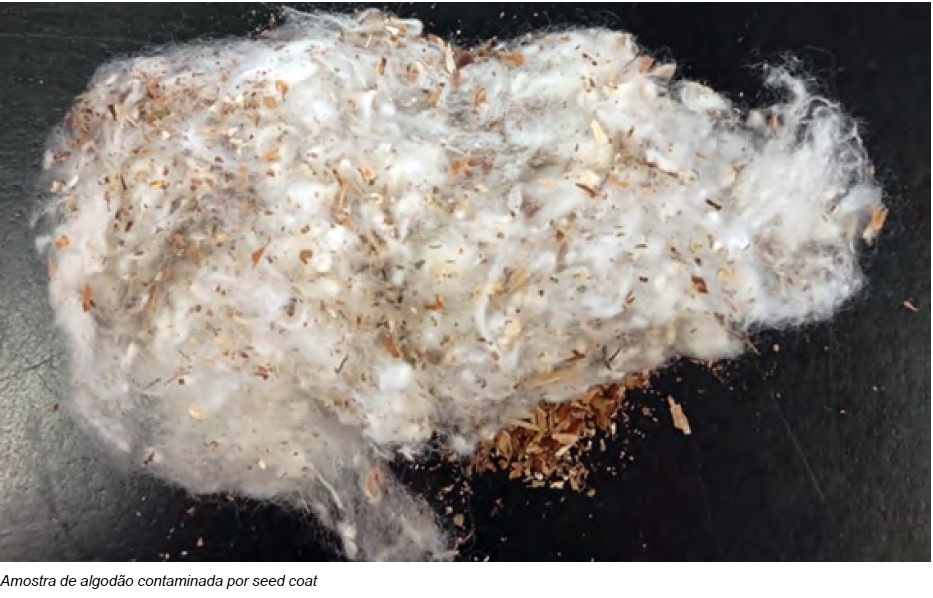 Seed coat acende alerta sobre a qualidade da fibra do algodão brasileiro.