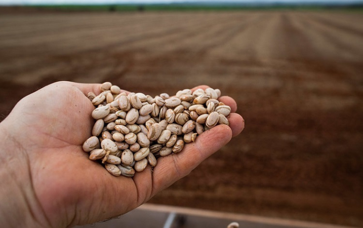 Mercado do feijão tem semana de preços pressionados e ritmo lento de negociações.