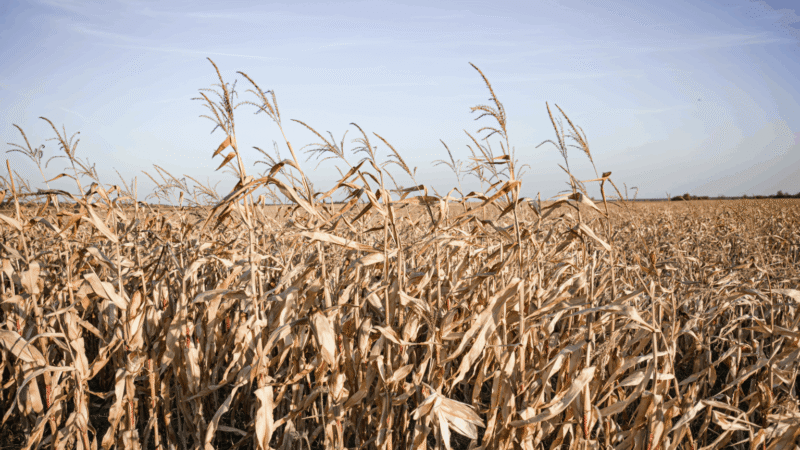 La Niña está de volta: o que o fenômeno pode representar para o campo brasileiro?