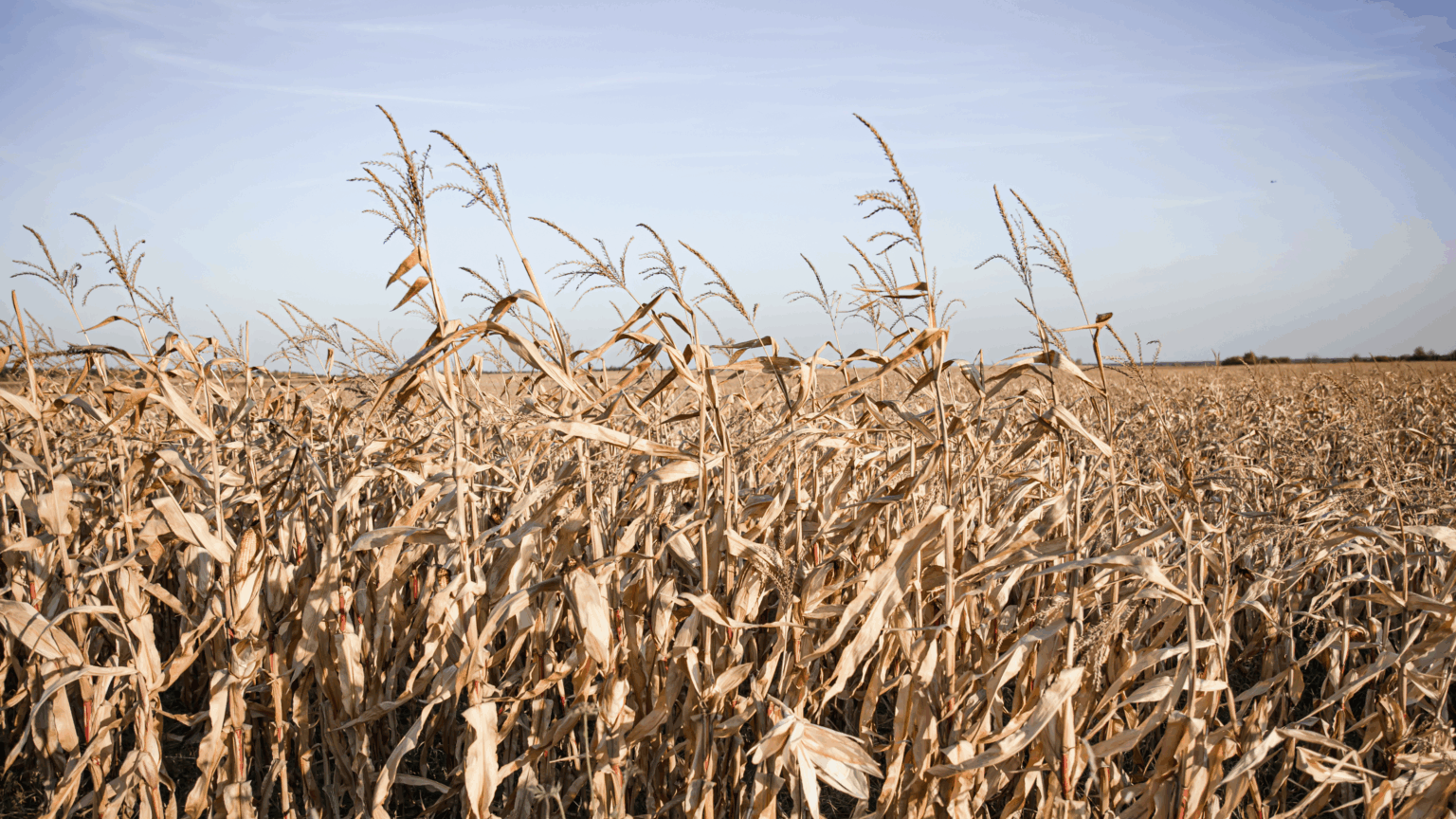 La Niña está de volta: o que o fenômeno pode representar para o campo brasileiro?