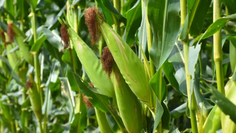 O que esperar da safra de milho verão 2025/26?