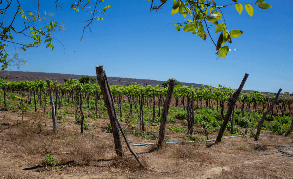 Projeto aposta na produção de uva adaptada ao clima do sertão piauiense.