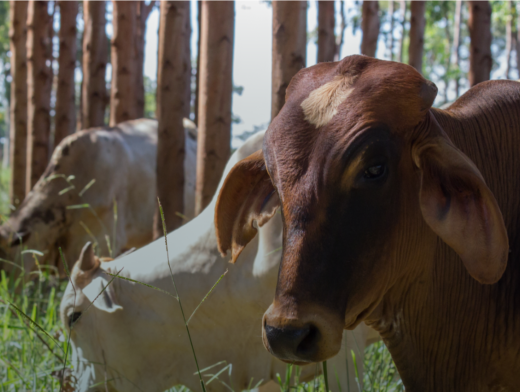 Sistema ILPF: entenda cada um dos seus componentes.