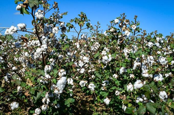 Manejo integrado de pragas do algodão tem dia de treinamento.