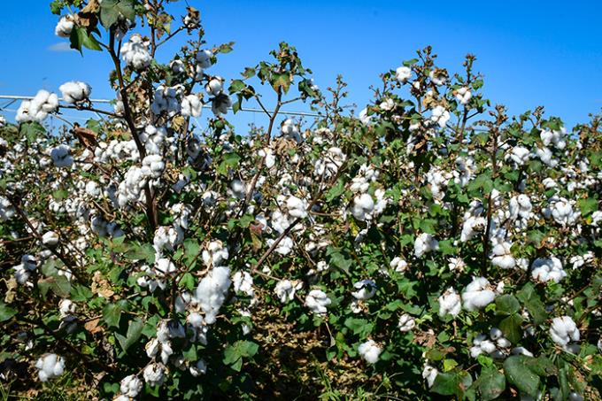 Manejo integrado de pragas do algodão tem dia de treinamento.