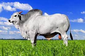 Indicador do Boi DATAGRO – Boletim de 12-novembro-2025.