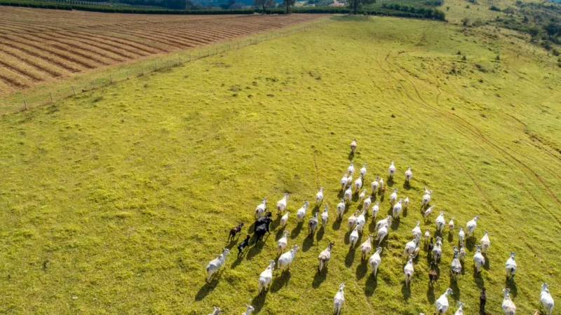 Assembleia aprova Passaporte Verde e consolida MT como referência em pecuária sustentável.