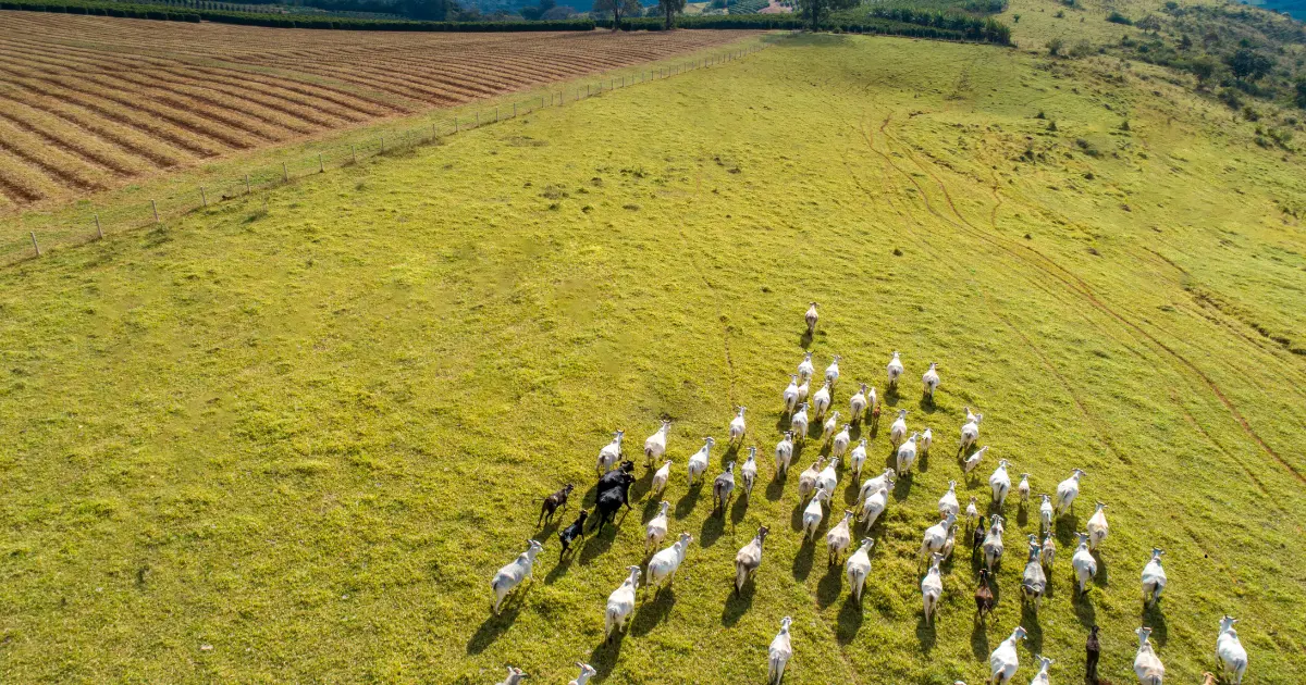 Assembleia aprova Passaporte Verde e consolida MT como referência em pecuária sustentável.