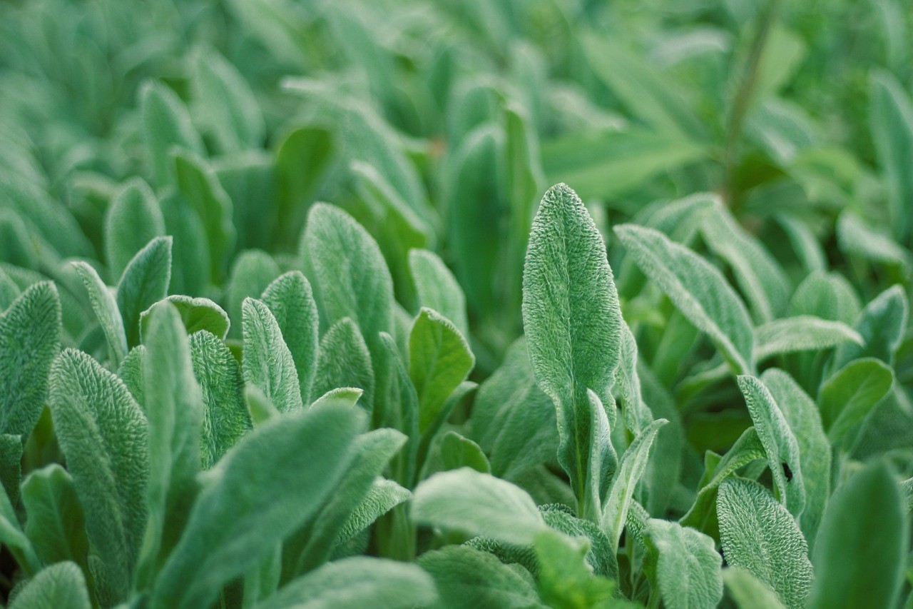 Plantas Alimentícias Não Convencionais (PANCs): diversidade, nutrição e sustentabilidade na mesa.