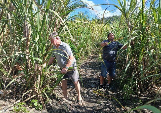 Produtores de cana de Penha ampliam e modernizam atividade com o apoio da Epagri e acesso a políticas públicas.