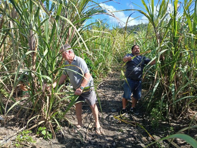 Produtores de cana de Penha ampliam e modernizam atividade com o apoio da Epagri e acesso a políticas públicas.