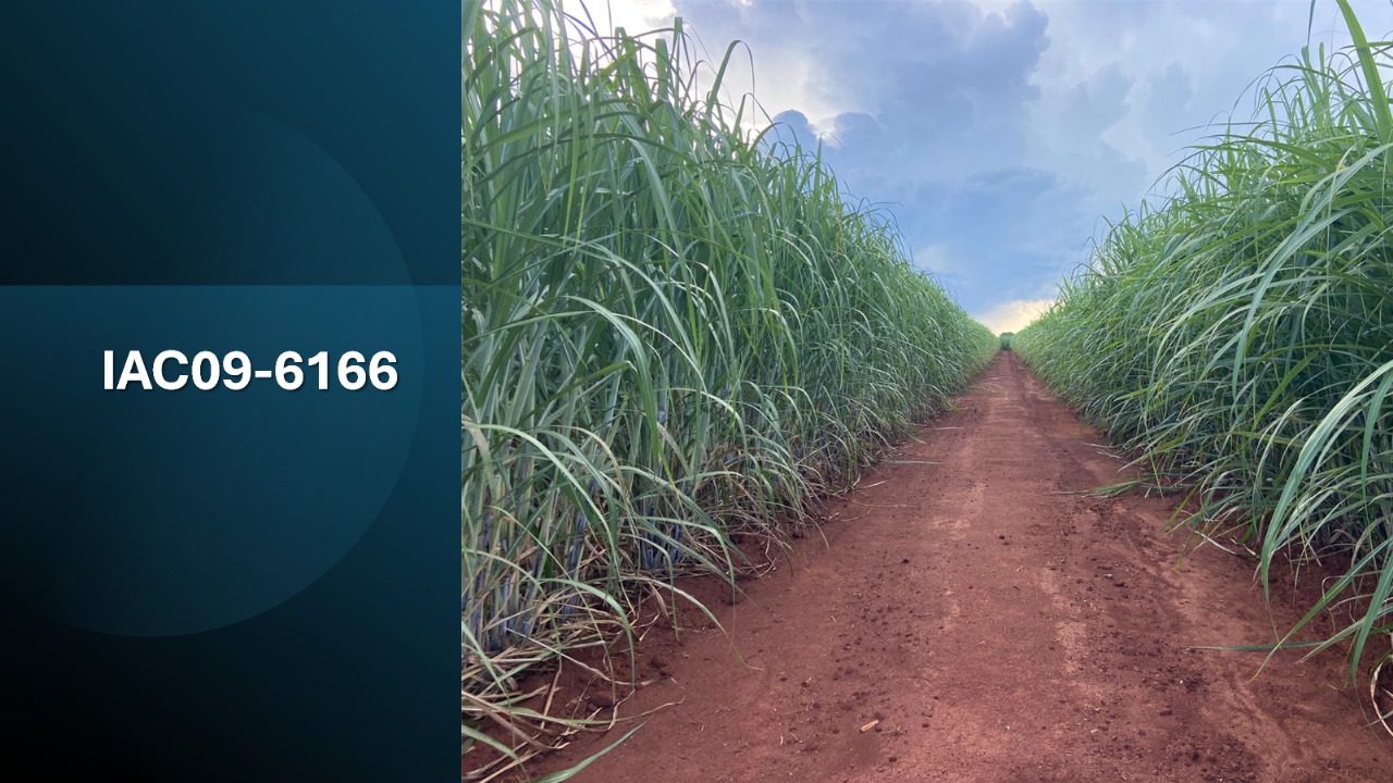 IAC apresenta duas novas variedades de cana-de-açúcar.