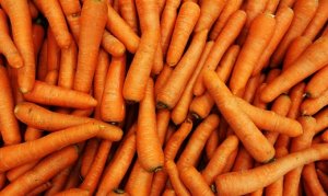 CENOURA/CEPEA: Qualidade segue baixa no RS.