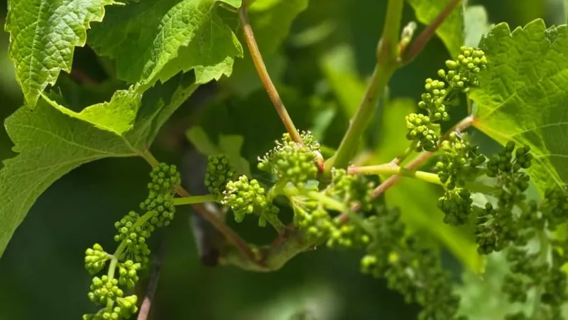 Rio Grande do Sul deve produzir 800 milhões de quilos de uva na safra 2025/2026.