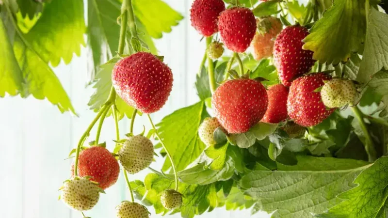 Cultivo de morango impulsiona economia de Barra do Choça e projeta faturamento de R$ 2 milhões em 2025.