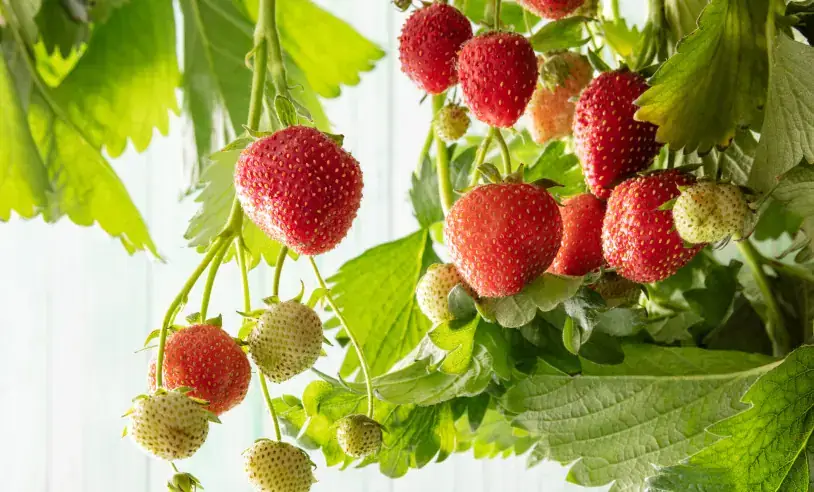 Cultivo de morango impulsiona economia de Barra do Choça e projeta faturamento de R$ 2 milhões em 2025.