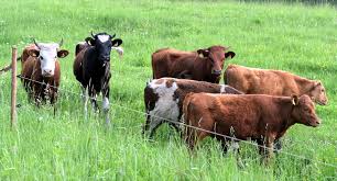 Cuidados na Rotação de Pastagens: Estratégias para Sustentabilidade, Produtividade e Bem-Estar do Rebanho.