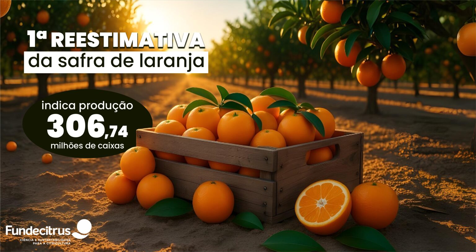 Primeira reestimativa da safra de laranja 2025/26 em SP e MG prevê produção de 306,74 milhões de caixas.