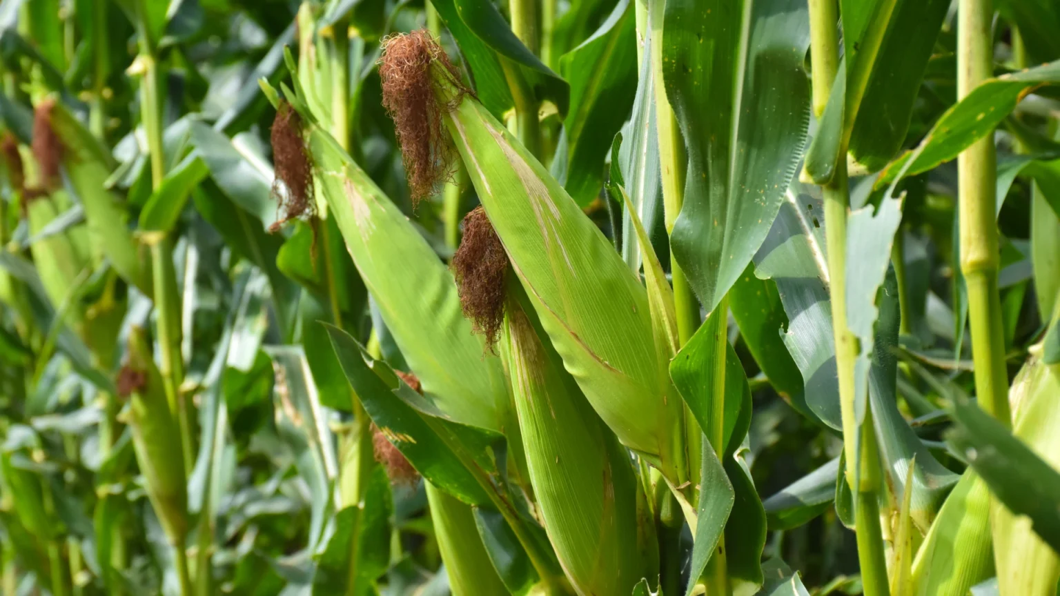 O que esperar da safra de milho verão 2025/26?