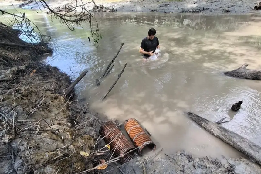Inovação tecnológica fomenta produção sustentável do camarão-da-Amazônia.