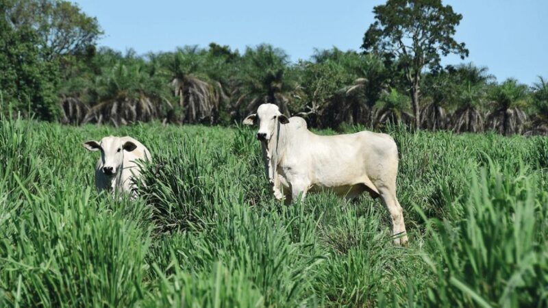 Estudo científico revela que pecuária tem carbono positivo.