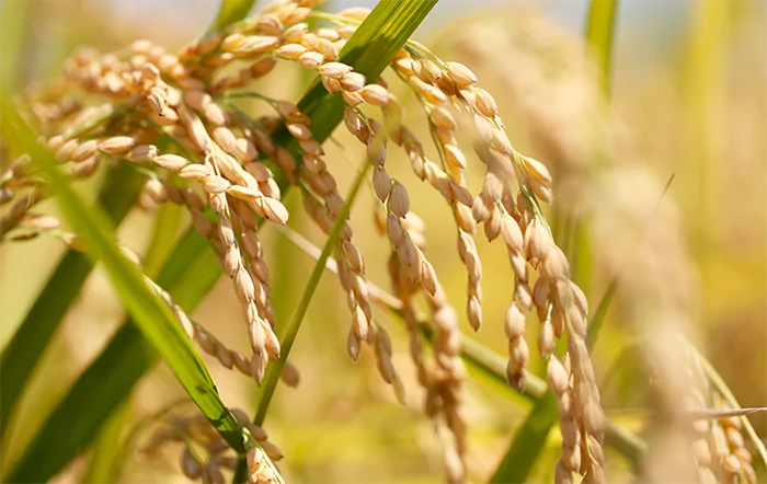 Arroz: Indústria retraída e exportações fracas mantêm pressão.