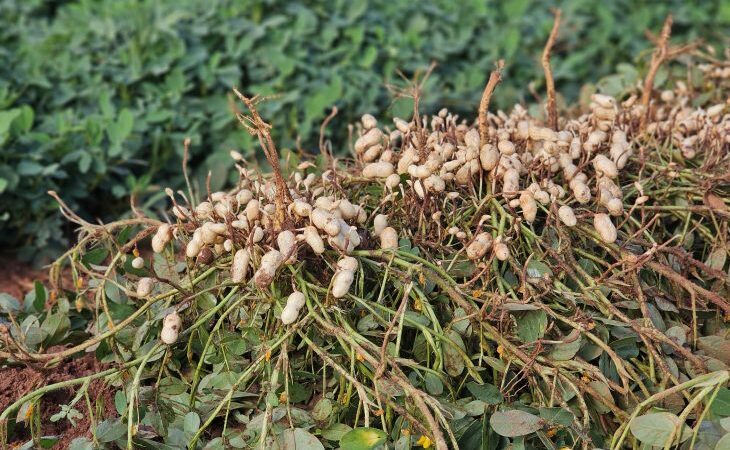 Diversificação agrícola faz o cultivo do amendoim crescer e consolida MS como 2º maior produtor no país.