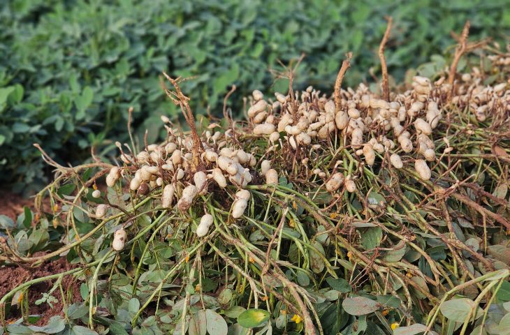 Diversificação agrícola faz o cultivo do amendoim crescer e consolida MS como 2º maior produtor no país.