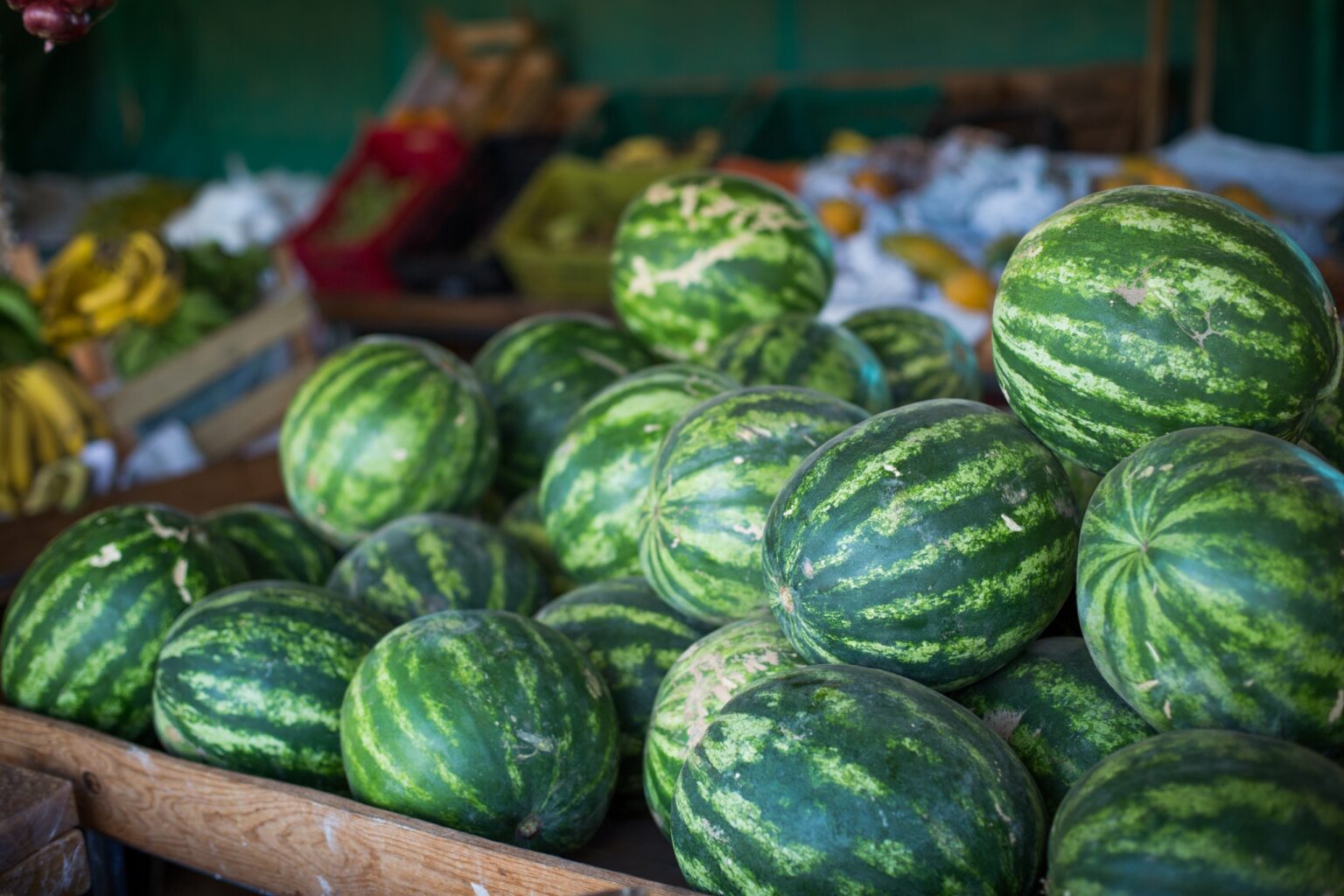 Goiás lidera produção nacional de melancia.