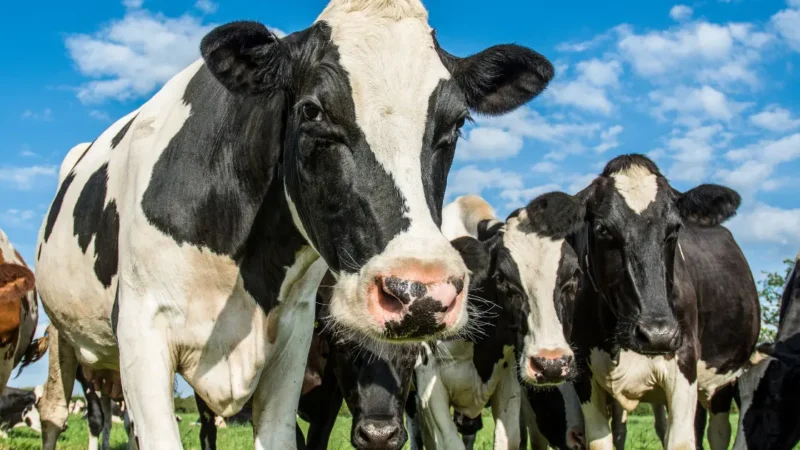 Mercado do leite mantém trajetória de baixa em novembro, aponta Cileite.