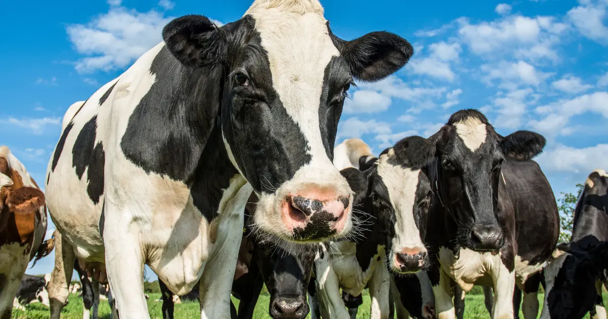 Mercado do leite mantém trajetória de baixa em novembro, aponta Cileite.