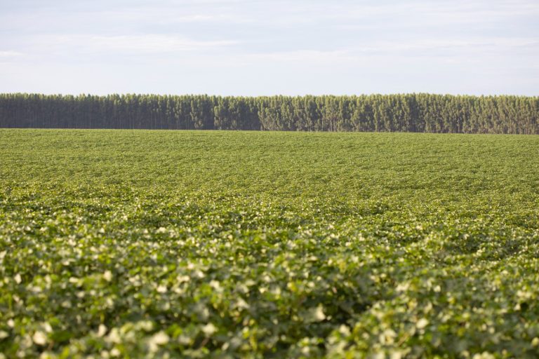 Carbono é tema principal de reunião do Comitê ESG da Abrapa.