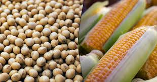 USDA mantém estimativas de produção para soja e milho no Brasil em 2025/26.