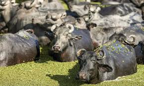 Com ações do IDR-Paraná, produção de búfalos deve ter salto de 50% na renda dos criadores.