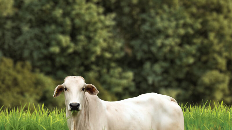 FGV: Pecuária moderna brasileira fará emissões caírem pelo menos 79,9% até 2050.