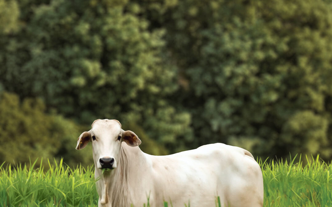 FGV: Pecuária moderna brasileira fará emissões caírem pelo menos 79,9% até 2050.