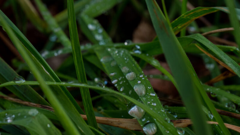 Cuidados com Pastagens na Época das Águas: Manejo Eficiente para Alta Produtividade e Sustentabilidade.