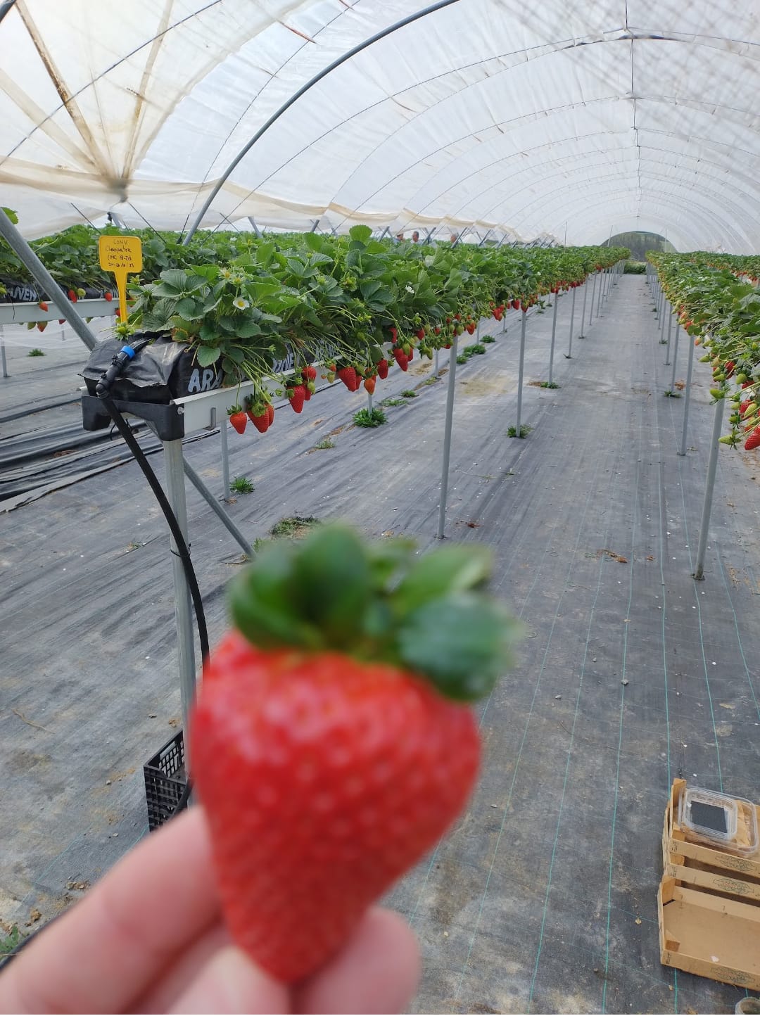 Governo do Ceará e Emcocal firmam parceria para testes de variedades de frutas vermelhas no estado.
