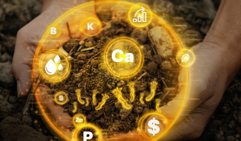 Solo Vivo, Solo Fértil: A Conexão Indispensável entre Biologia e Produção.