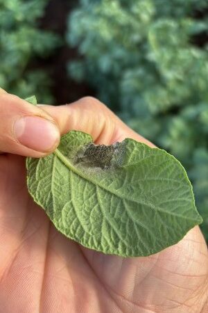 ESPAÇO DO PARCEIRO: Doenças fúngicas podem causar perdas de até 100% em culturas de hortifrúti.