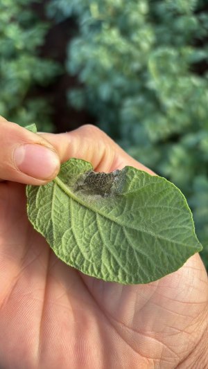 ESPAÇO DO PARCEIRO: Doenças fúngicas podem causar perdas de até 100% em culturas de hortifrúti.