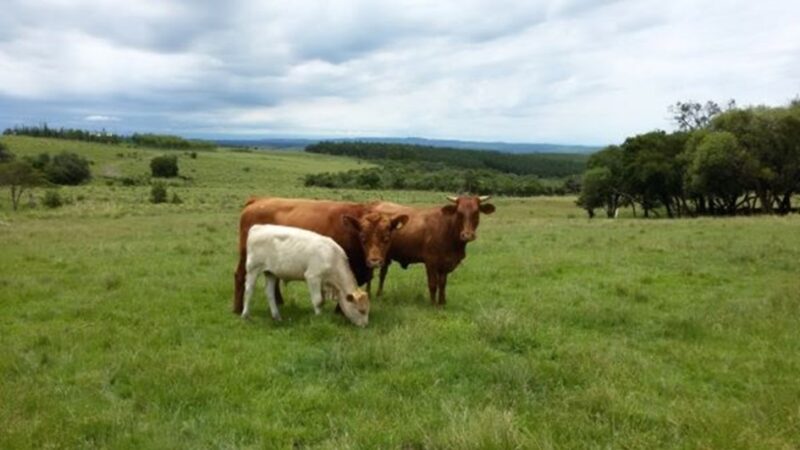 Pastagens apresentam bom desenvolvimento e favorecem alimentação dos rebanhos no RS.