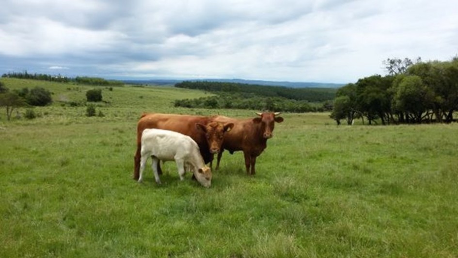 Pastagens apresentam bom desenvolvimento e favorecem alimentação dos rebanhos no RS.