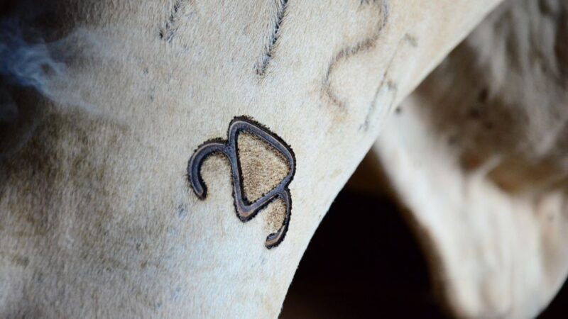 ABCZ publica nova versão do Regulamento do Serviço de Registro Genealógico das Raças Zebuínas.