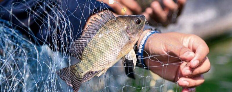 Piscicultura fecha 2025 mais forte e projeta avanços em 2026.