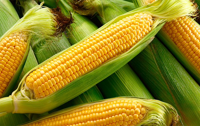 Conab compra 95 mil toneladas de milho para garantir o abastecimento do ProVB em 2026.