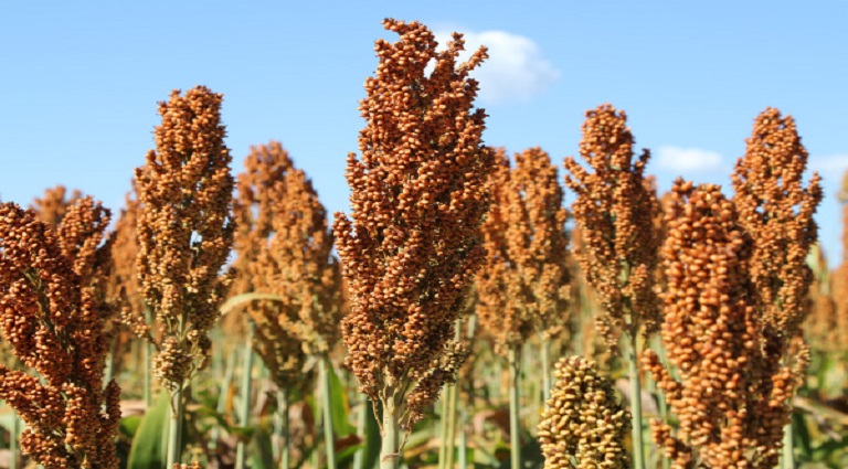 Sorgo cresce forte na safrinha de MS e vira aposta estratégica com demanda das usinas de etanol.