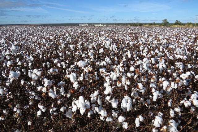 Vazio Sanitário e certificação fortalecem a cotonicultura mineira e ampliam a competitividade do setor.