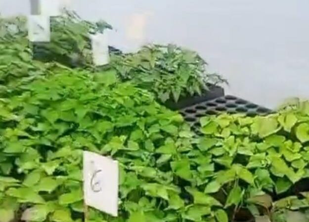 Mudas livres de vírus podem dobrar produtividade de batata-doce no estado.